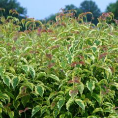 Cornus florida Firebird
