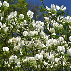 Cornus florida subsp. urbiniana - Cornejo florido