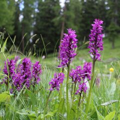 Dactylorhiza majalis - Orquídea