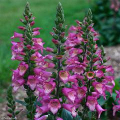 Digitalis Berry Canary - Digital