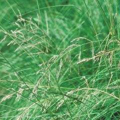 Eragrostis trichodes - Pasto de rabo de zorro