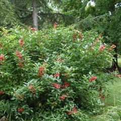 Erythrina crista-galli Compacta - Ceibo