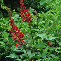 Erythrina bidwillii - Coralito
