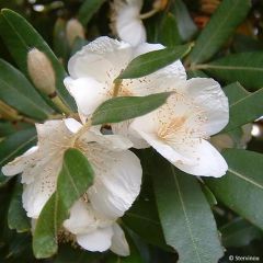 Eucryphia moorei - Palo rosa