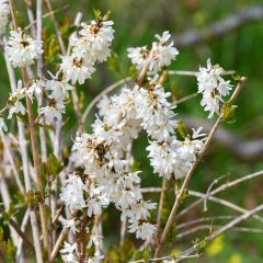Abeliophyllum distichum - Forsitia blanca