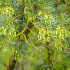 Fresno de hoja estrecha - Fraxinus angustifolia