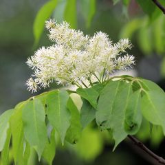 Fresno de flor - Fraxinus ornus