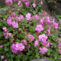 Geranio dalmaticum Bressingham Pink - Geranio vivaz