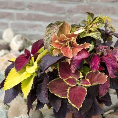 Coleus Pinto Mix