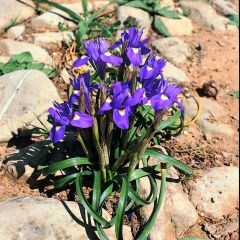 Gynandris sisyrinchium - Espigadilla