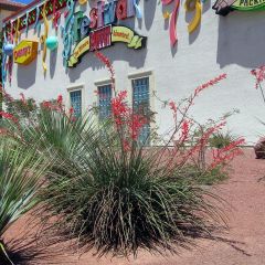 Hesperaloe parviflora - Yuca Roja