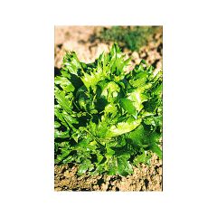 Lechuga batavia Reine des Glaces