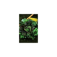 Lechuga Batavia Roja Grenobloise