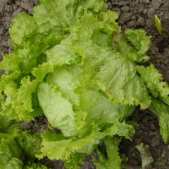 Lechuga Batavia de Pierre Bénite