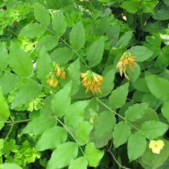 Lathyrus aureus - Orobus dorado