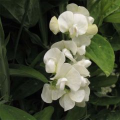 Lathyrus latifolius White Pearl - Albejana