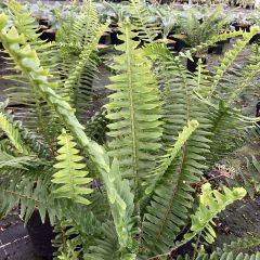 Nephrolepis cordifolia Artic Jungle