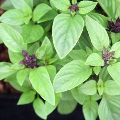 Albahaca Thaï