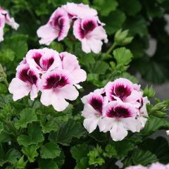 Geranio Mosquitaway Lizzy- Pelargonium