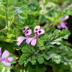 Geranio quercifolium Royal Oak- Pelargonium