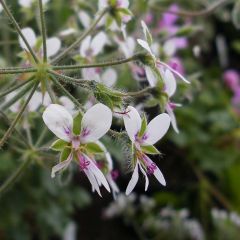 Geranio tomentosum- Pelargonium