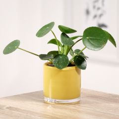 Pilea peperomioides - Planta del dinero china