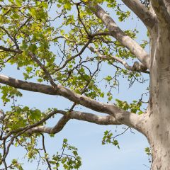 Platanus hispanica El Gordo - Plátano de sombra