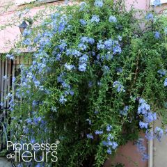 Plumbago auriculata Dark Blue - Celestina