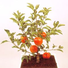 Manzano enano Garden Sun Red