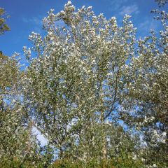 Populus alba Nivea - Álamo blanco