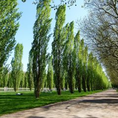 Populus nigra Italica - Álamo negro