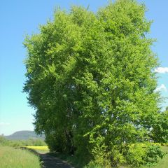 Populus tremula - Álamo temblón