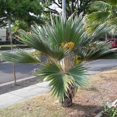 Pritchardia hillebrandii Blue Moon - Palmera
