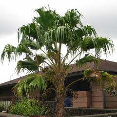 Pritchardia remota - Palmera