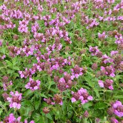 Prunella webbiana Rosea