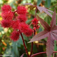 Ricinus communis Honolulu - Ricino