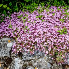 Saponaria ocymoides - Jabonera rocosa