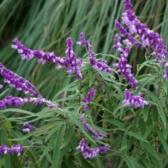 Salvia leucantha - Salvia rabo de gato