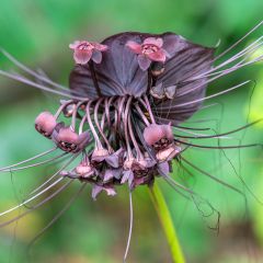 Tacca chantrieri - Planta murciélago