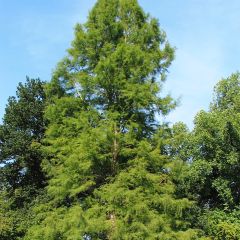 Taxodium distichum - Ciprés de los pantanos