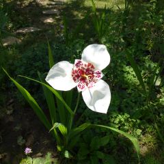 Tigridia pavonia Alba - Flor de tigre