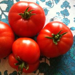 Tomate Marmande (planta)