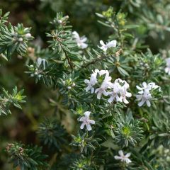 Westringia fruticosa Mundi - Romero australiano