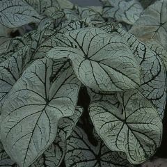 Caladium bicolor Candidum