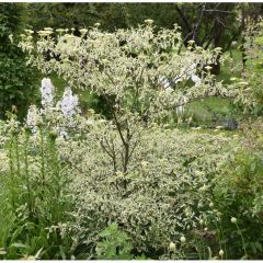 Cornus alternifolia Argentea - Cornejo de hojas alternas