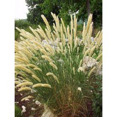 Melica ciliata - Espiguillas de seda