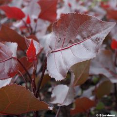 Populus deltoides Purple Tower - Álamo negro de Norteamérica