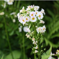 Primula japonica Alba