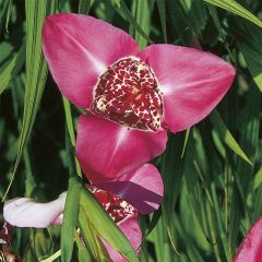 Tigridia pavonia Lilacea - Flor de tigre