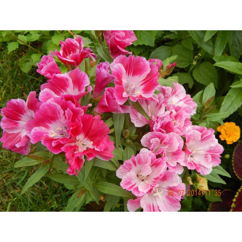 Godetia amoena Rembrandt